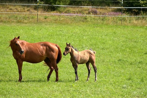 Broodmare and foal of the Western breed American Quarter Horse on pasture