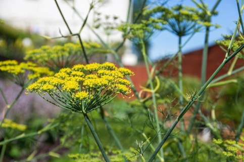 Flowering umbels of dill in a garden in summer
