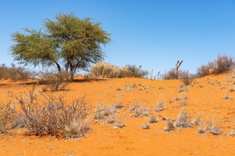 Kalahari