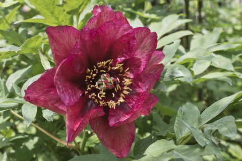 Bush peony