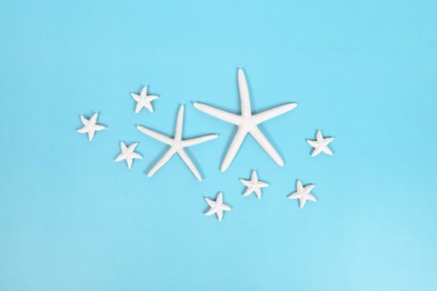 Different sized starfish on blue background