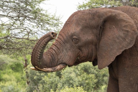 African elephant