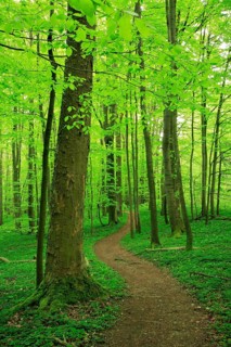 Hiking trail winds through near-natural beech forest in spring