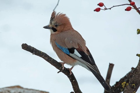 Eurasian Jay sitting on branch with red rosehips seen on the left