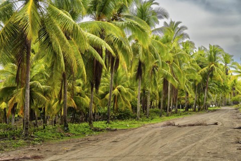 Landscape of palm trees in a village of fishermen. Tropical weather