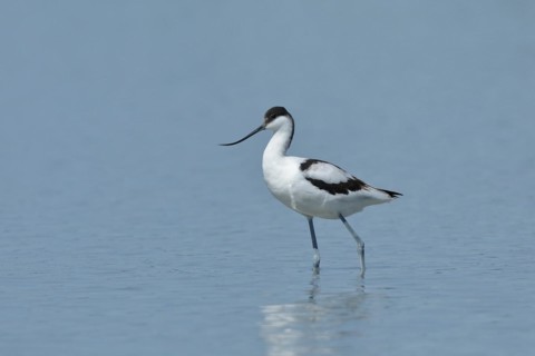 Black-capped avocet