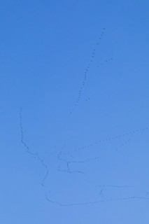 Flock of wild geese in flight
