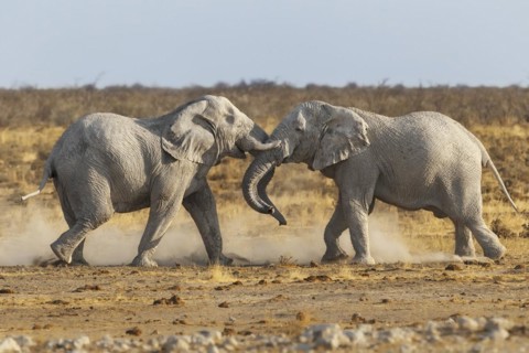 African Elephant