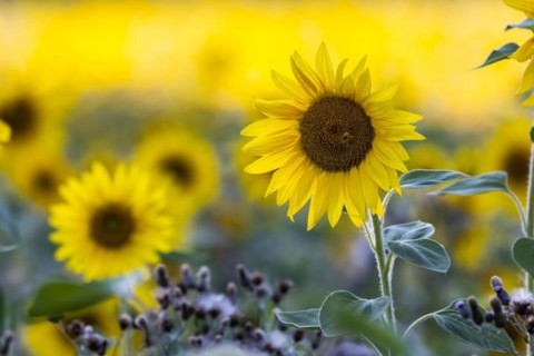Sunflower