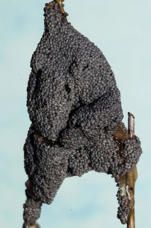 Grey grass slime mould Fruiting bodies grey-blue pin-sized heads on stem against blue sky