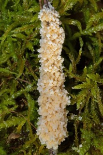Foam slime mould creamy yellow crusty fruiting body on stalk in front of green moss