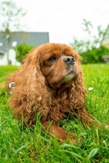 A domestic dog