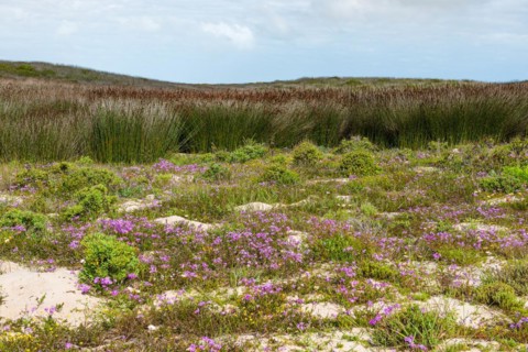 West Coast National Park