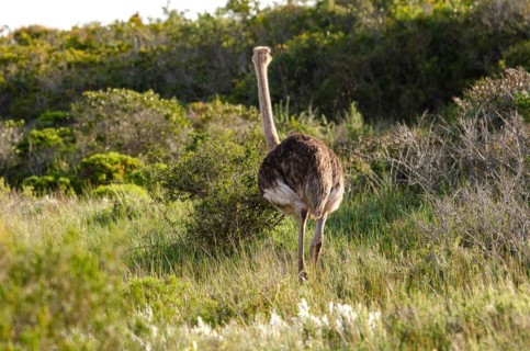 Ostrich