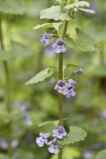 Ground ivy
