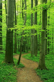 Hiking trail winds through near-natural beech forest in spring