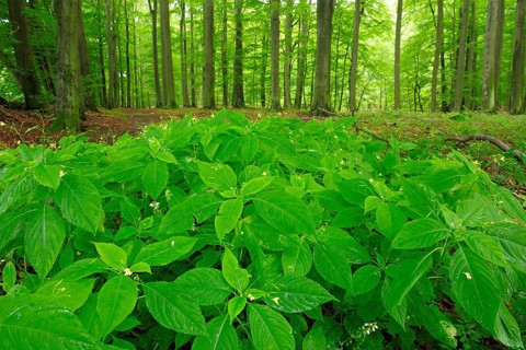 Beech forest in spring