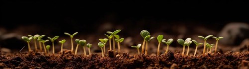 Row of budding sprouts out of moist soil