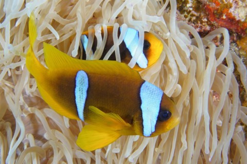 Pair of red sea clownfish