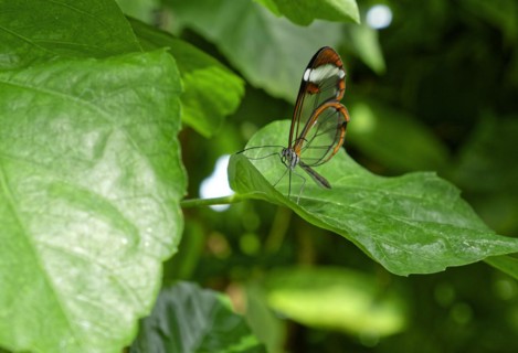 Glass-winged butterfly