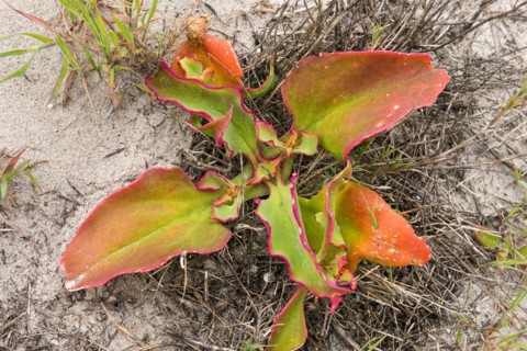 Common ice plant