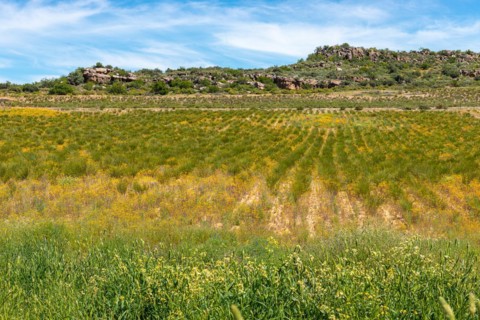 Rooibos Plantation