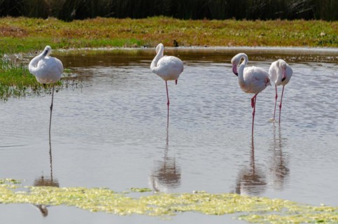 Lesser Flamingos