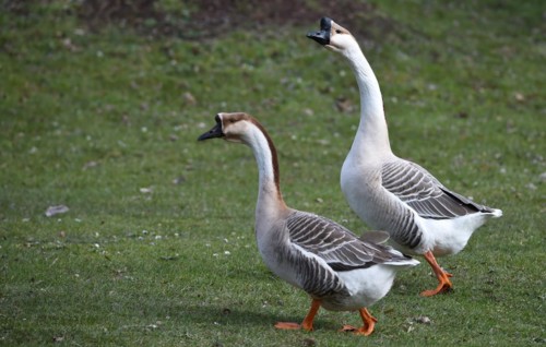 Mute geese
