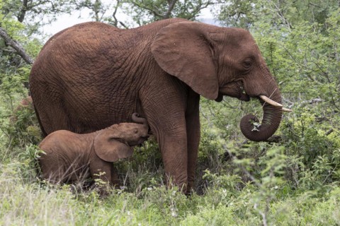 African elephant