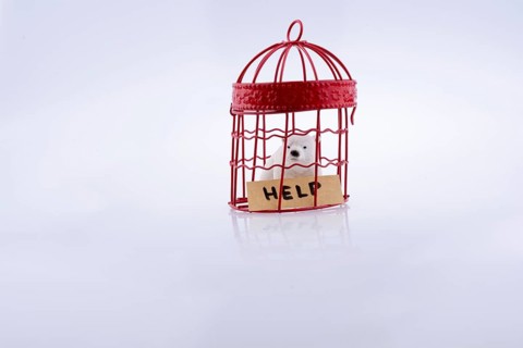 Polar bear captive in cage on white background