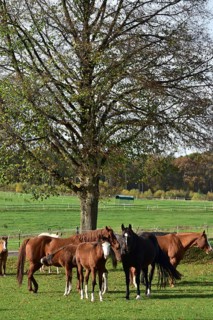Broodmares and foals of the Western breed American Quarter Horse on pasture