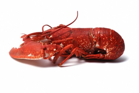Breton lobster