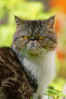 Exotic Shorthair