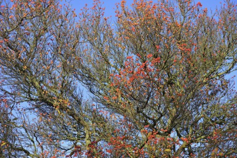 Deciduous tree