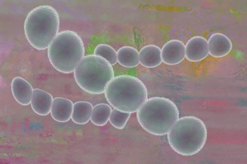 Illustration of streptococci are spherical bacteria that typically arrange themselves in chains or pairs