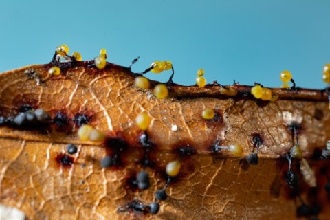 Filamentous fruit slime mould several fruiting bodies next to each other with blue and yellow spherical caps on brown leaves against a blue sky