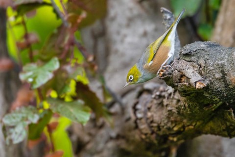 Silvereye