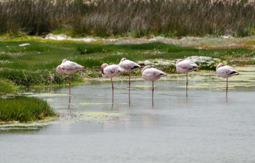 Lesser Flamingos