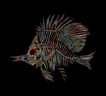 Fish skeleton graphic in colors