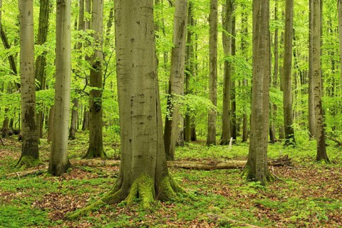 High forest with large old beeches