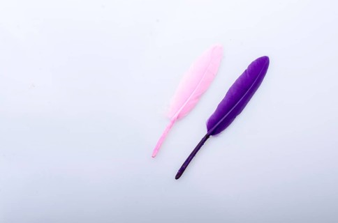 Collection of colored decorative feathers placed on white background
