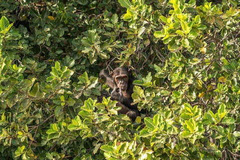 Chimpanzee on Baboon Island