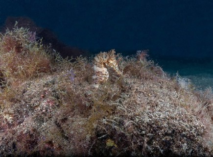 Short-snouted seahorse