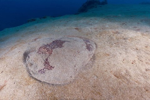 Marbled electric ray