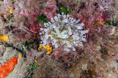 Club-tipped anemone