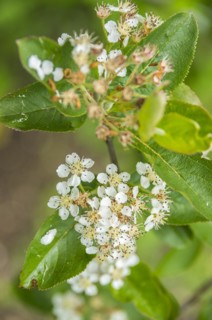 Chokeberry in full bloom and almost withered away