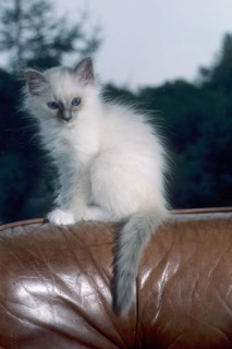 Birman felidae