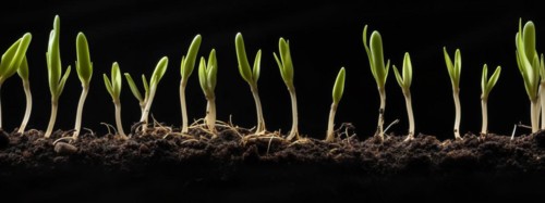 Seamless tileable cross section row of budding sprouts of new growth out of soil on a black background
