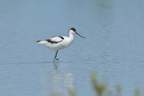 Black-capped avocet