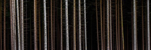 Panorama of trees in front of dark forest